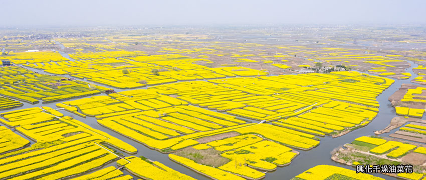 江蘇蘇北油菜花